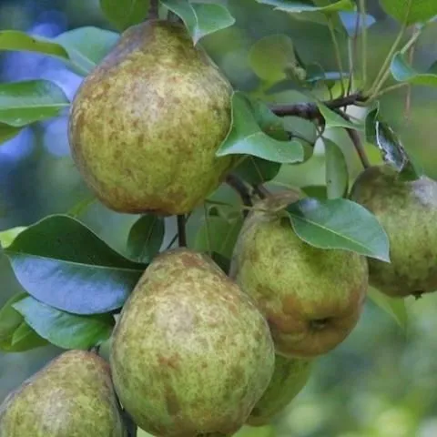 thumbnail for publication: The Pear (Pyrus spp.) in Florida Home Gardens